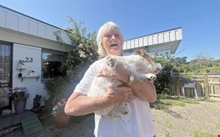 Hundar kräver tid, pengar och ett ihållande intresse