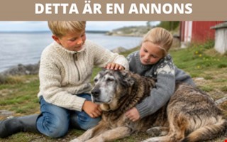 Försäkra husdjuret – att tänka på som djurägare