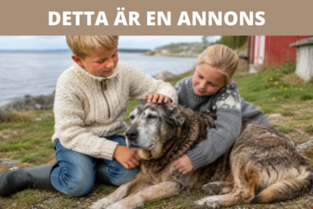 Försäkra husdjuret – att tänka på som djurägare Försäkra husdjuret – att tänka på som djurägare