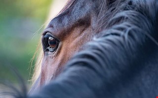 Häst blir slagen i video – nu utreds händelsen