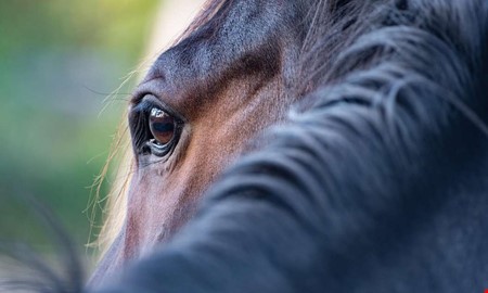 Häst blir slagen i video – nu utreds händelsen