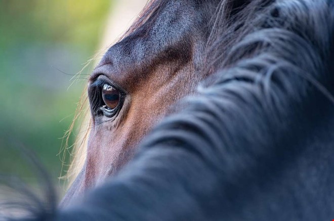 Häst blir slagen i video – nu utreds händelsen