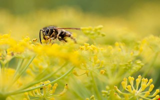 Extra mycket getingar i sommar – så skyddar du dig
