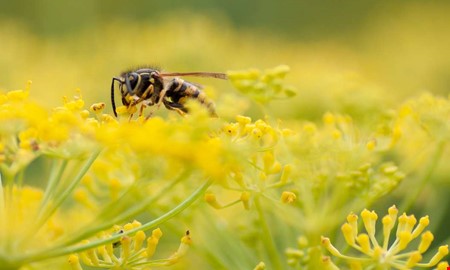Extra mycket getingar i sommar – så skyddar du dig