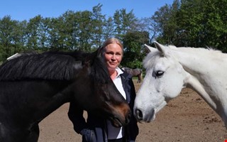 Ny omgång stalldejting – nu de äldres tur