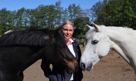 Ny omgång stalldejting – nu de äldres tur