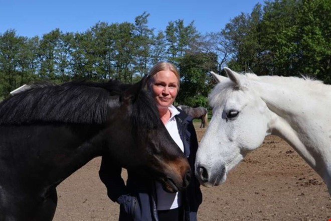 Ny omgång stalldejting – nu de äldres tur