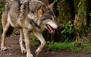 Varg gick till attack i Kungsbacka