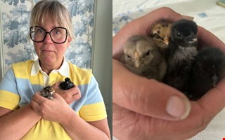 Fyra kycklingar dumpades i Fjäråsbons hönshus