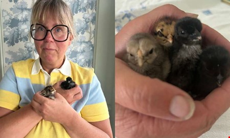 Fyra kycklingar dumpades i Fjäråsbons hönshus