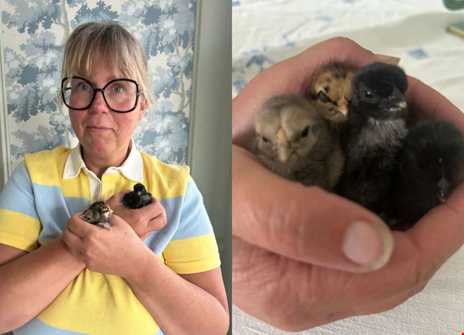 Fyra kycklingar dumpades i Fjäråsbons hönshus