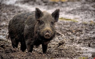 Debatt: Sluta mata vildsvinen med fallfrukt 