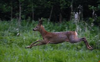 Här är djuren bakom flest olyckor i Kungsbacka