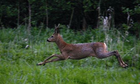 Här är djuren bakom flest olyckor i Kungsbacka