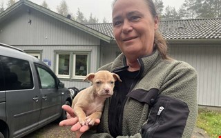 Fem veckor gammal valp dumpad i skogen: 