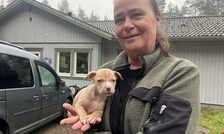 Fem veckor gammal valp dumpad i skogen: 