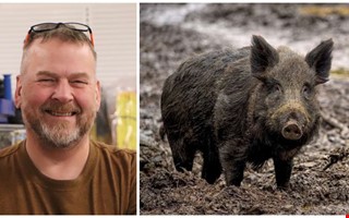 Så håller du vildsvinen ute – tips från experten