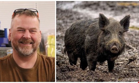 Så håller du vildsvinen ute – tips från experten