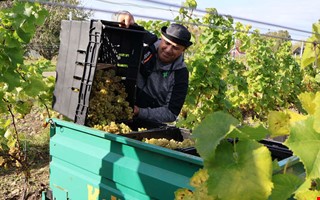 Här skördas vindruvorna i Fjärås