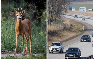 Stor kartläggning: Här är vägarna med flest viltolyckor