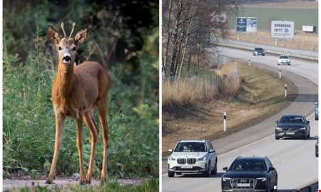 Stor kartläggning: Här är vägarna med flest viltolyckor