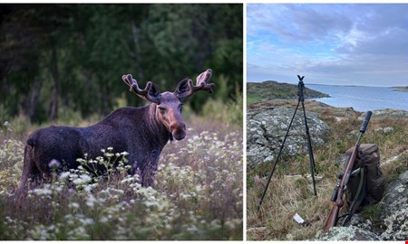 Älgjakten igång i Kungsbacka – så gick premiärdagen