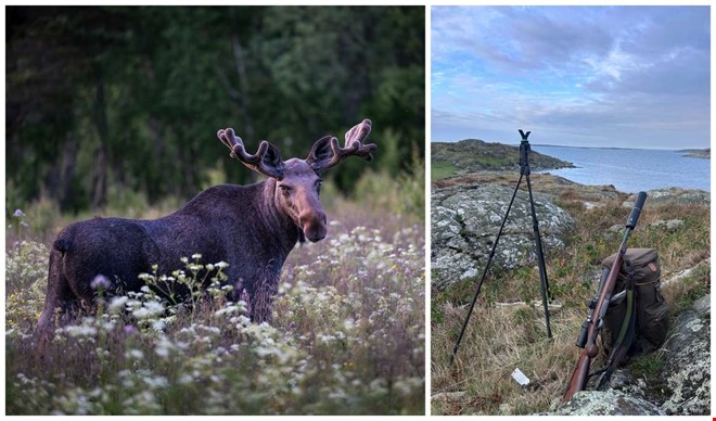 Älgjakten igång i Kungsbacka – så gick premiärdagen