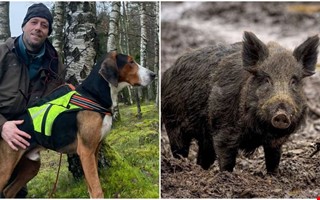 Tiotal jaktlag går samman – nu väntar storjakt på vildsvin