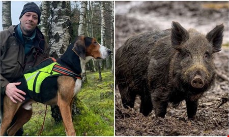 Tiotal jaktlag går samman – nu väntar storjakt på vildsvin