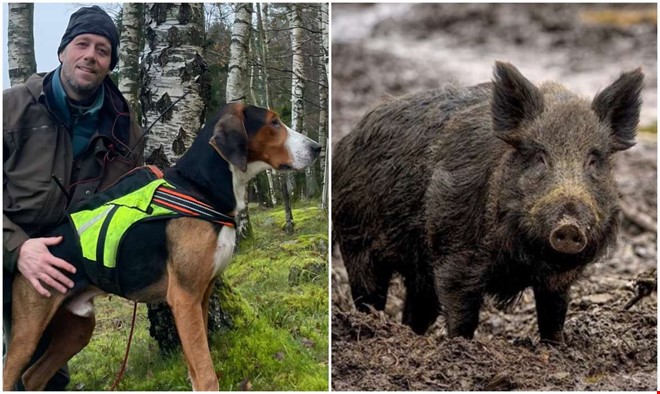 Tiotal jaktlag går samman – nu väntar storjakt på vildsvin