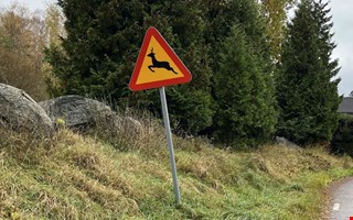 Rekordmånga viltolyckor i Halland – värsta veckan i år
