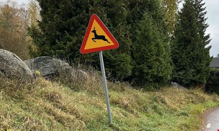 Rekordmånga viltolyckor i Halland – värsta veckan i år