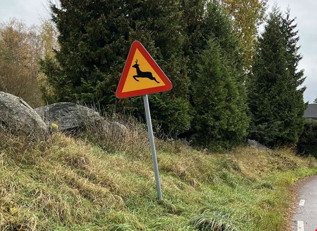 Rekordmånga viltolyckor i Halland – värsta veckan i år